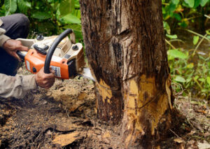 Tree Work